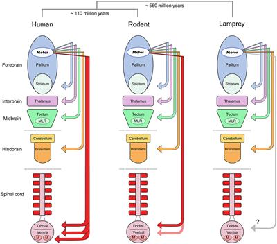 A robust role for motor cortex